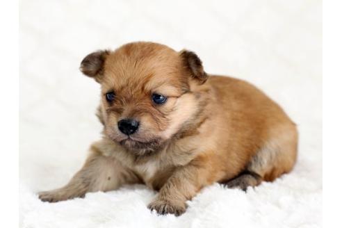 成約済の栃木県のミックス犬-12550の2枚目