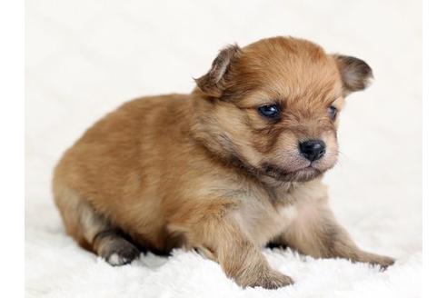 成約済の栃木県のミックス犬-12550の3枚目