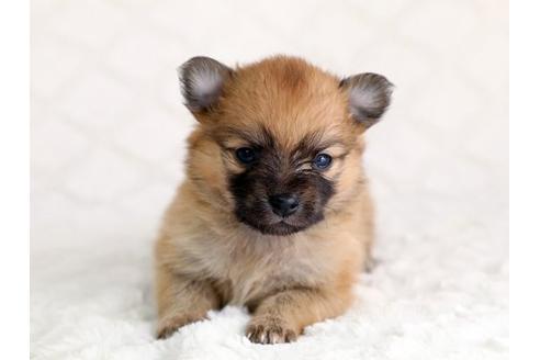 成約済の栃木県のミックス犬-12551の1枚目