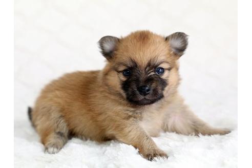 成約済の栃木県のミックス犬-12551の2枚目