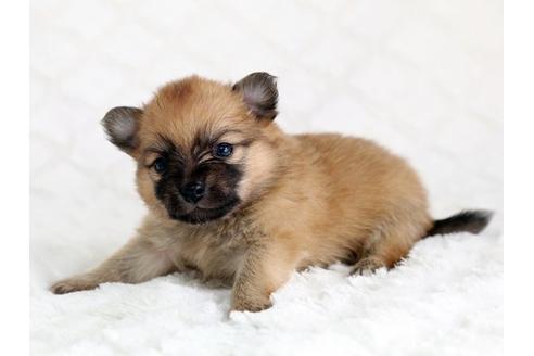 成約済の栃木県のミックス犬-12551の3枚目