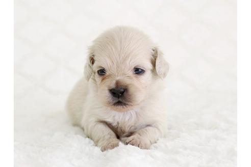 成約済の栃木県のミックス犬-12552の1枚目