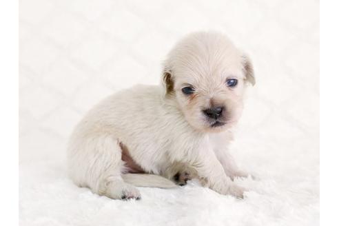 成約済の栃木県のミックス犬-12552の2枚目