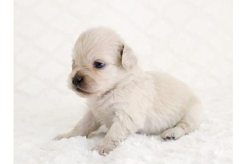 成約済の栃木県のミックス犬-12552の3枚目