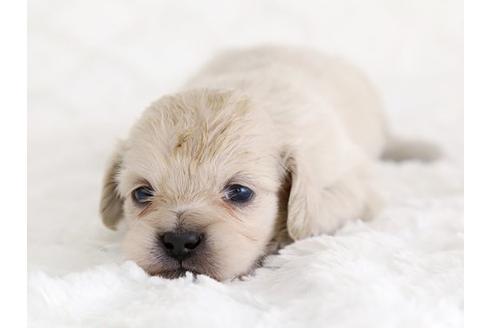 成約済の栃木県のミックス犬-12553の1枚目