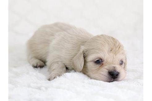 成約済の栃木県のミックス犬-12553の2枚目