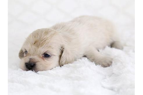 成約済の栃木県のミックス犬-12553の3枚目