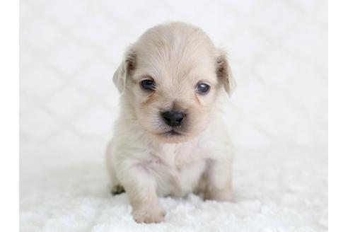 成約済の栃木県のミックス犬-12554の1枚目