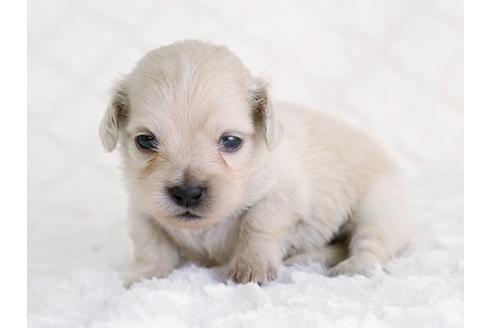 成約済の栃木県のミックス犬-12554の2枚目