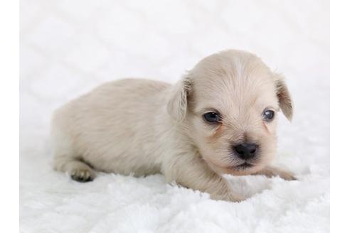 成約済の栃木県のミックス犬-12554の3枚目