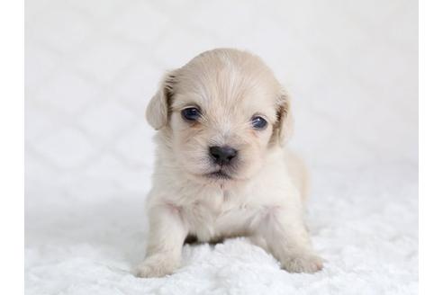 成約済の栃木県のミックス犬-12555の1枚目