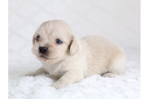 成約済の栃木県のミックス犬-12555の2枚目