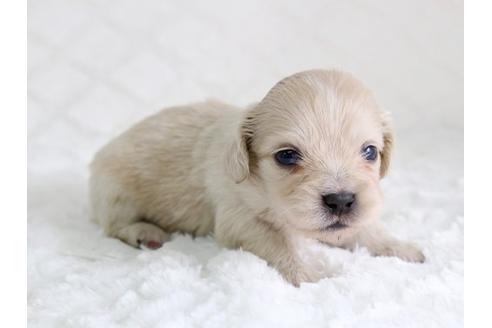 成約済の栃木県のミックス犬-12555の3枚目