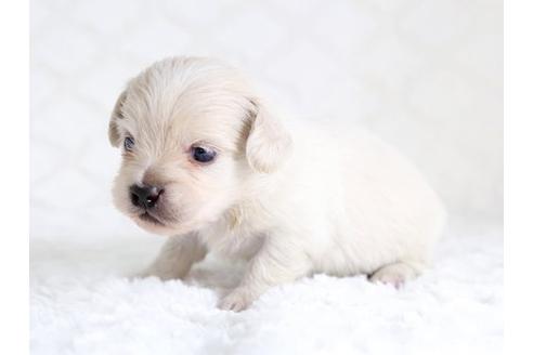 成約済の栃木県のミックス犬-12556の2枚目