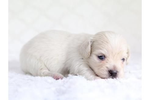 成約済の栃木県のミックス犬-12556の3枚目