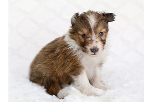 成約済の栃木県のシェットランドシープドッグ(シェルティ)-12557の1枚目