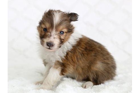 成約済の栃木県のシェットランドシープドッグ(シェルティ)-12557の2枚目