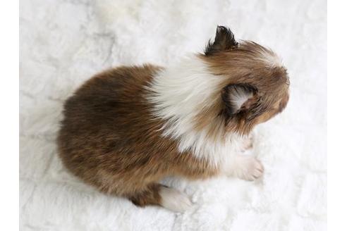 成約済の栃木県のシェットランドシープドッグ(シェルティ)-12557の3枚目