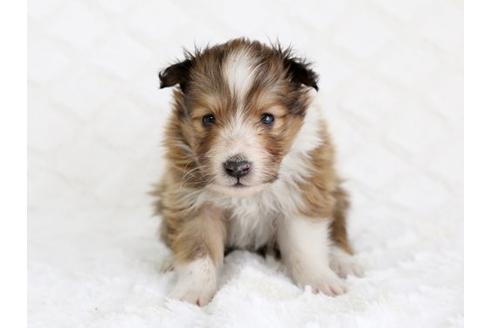 成約済の栃木県のシェットランドシープドッグ(シェルティ)-12558の1枚目