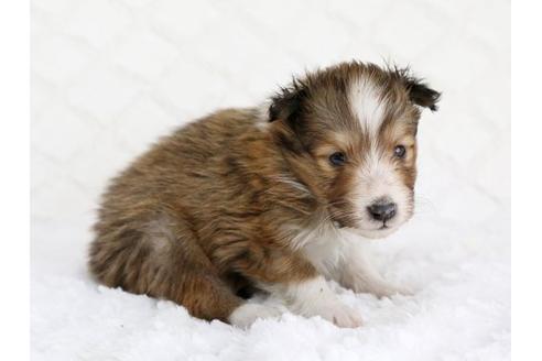 成約済の栃木県のシェットランドシープドッグ(シェルティ)-12558の2枚目