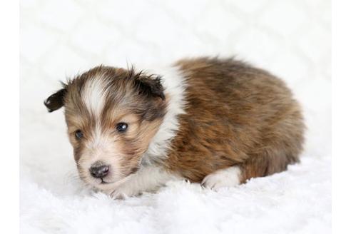 成約済の栃木県のシェットランドシープドッグ(シェルティ)-12558の3枚目