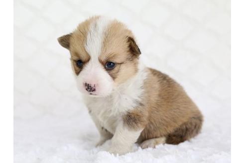 成約済の栃木県のウェルシュコーギーペンブローク-12559の3枚目