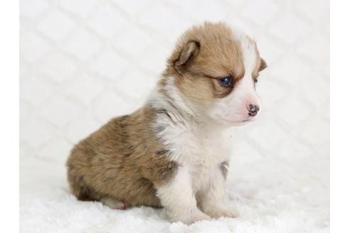 成約済の栃木県のウェルシュコーギーペンブローク-12559の1枚目