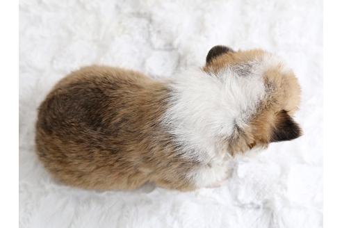 成約済の栃木県のウェルシュコーギーペンブローク-12559の2枚目