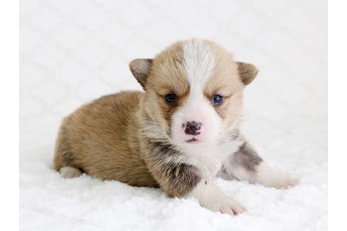 成約済の栃木県のウェルシュコーギーペンブローク-12560の1枚目