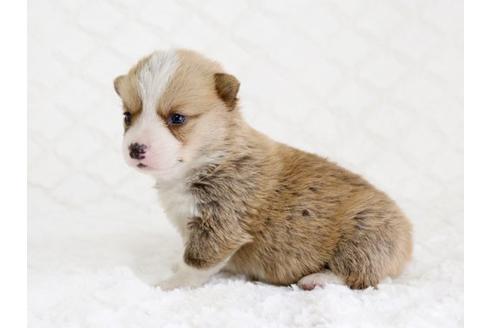 成約済の栃木県のウェルシュコーギーペンブローク-12560の2枚目