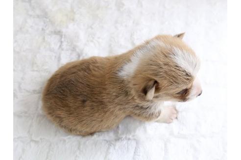 成約済の栃木県のウェルシュコーギーペンブローク-12560の3枚目