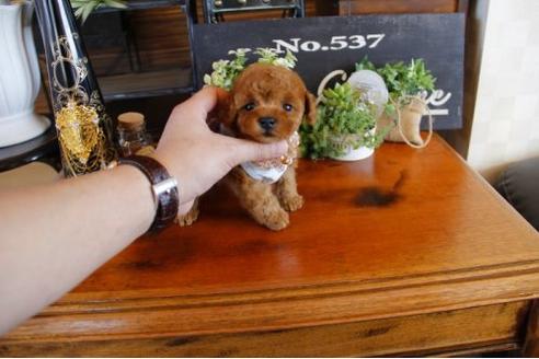 成約済の埼玉県のトイプードル-12561の1枚目