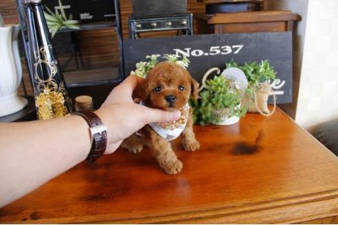 成約済の埼玉県のトイプードル-12561の2枚目