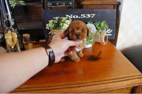 成約済の埼玉県のトイプードル-12561の3枚目