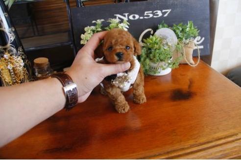 成約済の埼玉県のトイプードル-12562の1枚目