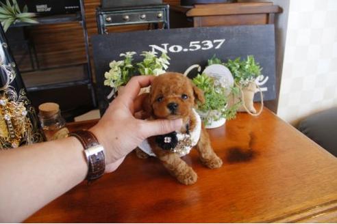 成約済の埼玉県のトイプードル-12562の2枚目