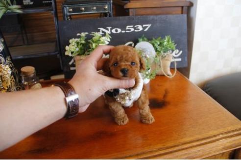 成約済の埼玉県のトイプードル-12562の3枚目