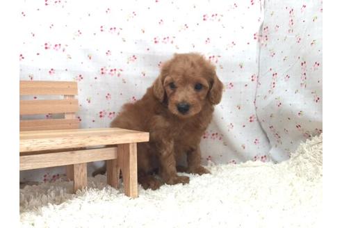 成約済の滋賀県のトイプードル-12594の2枚目