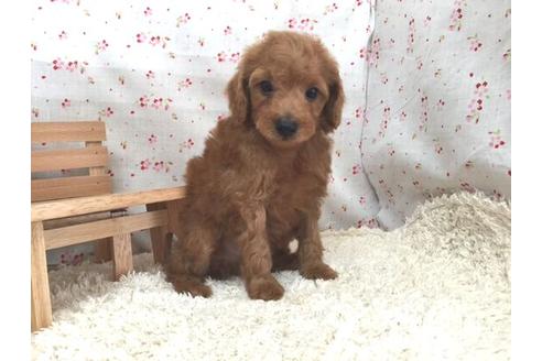 成約済の滋賀県のトイプードル-12594の1枚目