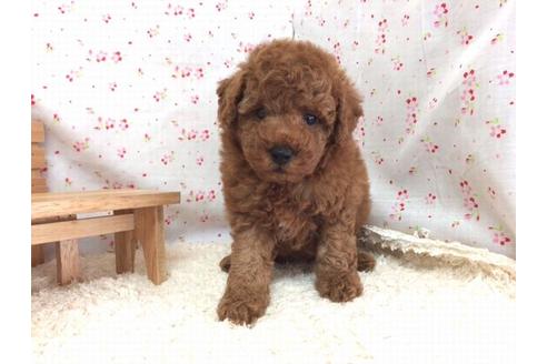 成約済の滋賀県のトイプードル-12597の2枚目