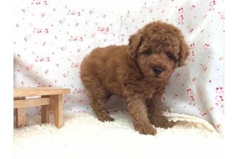 成約済の滋賀県のトイプードル-12597の1枚目