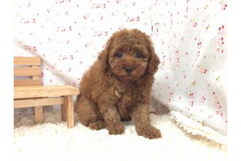 成約済の滋賀県のトイプードル-12598の2枚目