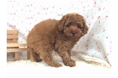 成約済の滋賀県のトイプードル-12598の1枚目