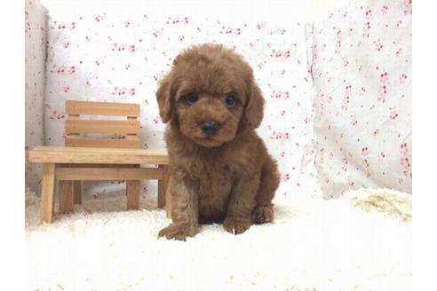 成約済の滋賀県のトイプードル-12599の2枚目