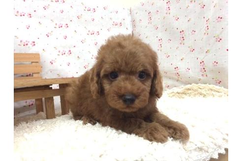 成約済の滋賀県のトイプードル-12599の1枚目