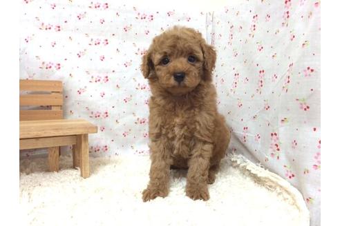 成約済の滋賀県のトイプードル-12600の2枚目