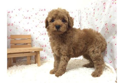 成約済の滋賀県のトイプードル-12600の1枚目