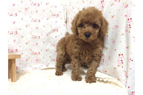 成約済の滋賀県のトイプードル-12601の2枚目