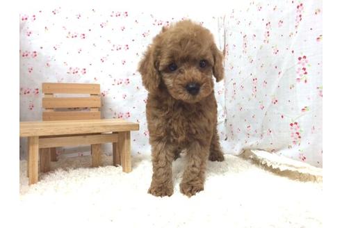 成約済の滋賀県のトイプードル-12601の1枚目