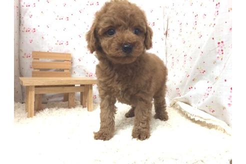 成約済の滋賀県のトイプードル-12603の2枚目